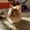 trixie.the.bunnie
