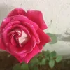 bayan.farhan0
