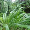 naturaverde933