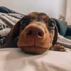 chorizo_and_art