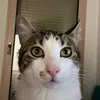 c0uc0uille