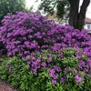 hampshiregent1