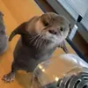._otter._