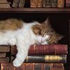 keepingupwiththepurr