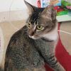gatto_vomitado