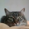 lenay_kitty