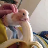 phmluan_228