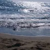 estivalisyaiza