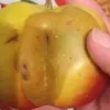 krutoichupachapa