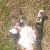 olliezeecat