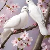 sahersaher804