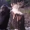 novashroom