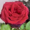 bacsoumarierose