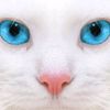 gatomen777
