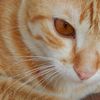 mas oyen