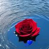 raghad808035