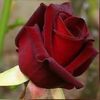 user3539900436187
