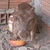 lycheecannibal