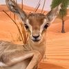 abu_sara9