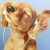 guchi.mp3