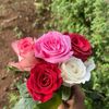 🌹عاشقه الورد🌹🌹