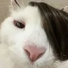 nghlinni._