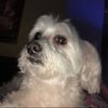 abbybooth33
