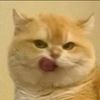 _gato._7