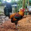 RPJ Gamefowl