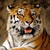 _tigr_13.2023