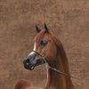fahad36086