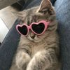 dasha_smi