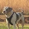 obethepitbull44