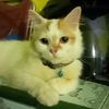 kitttyycuteee
