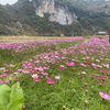 hoanganh.0399