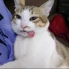 meow008.naq