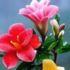 fatir.awan