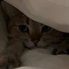 cathplaysrobloxp_