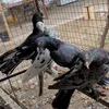 pigeonsbaku