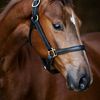 horselife153