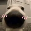 hcutiwaa
