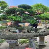 hovysonbonsai