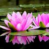 lotus.id_07