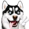 meowyt61