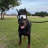 casino_the_doberman