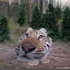 kocoiddaumacoi
