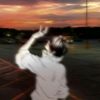 bownfayer07