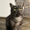 marcus_cat1