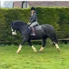 equines4all