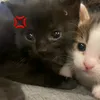 redpietroo